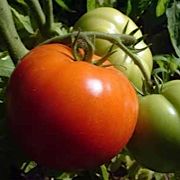 Home-grown tomato