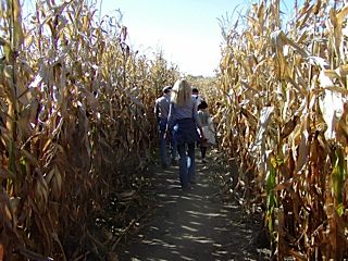 Lost in a corn maze