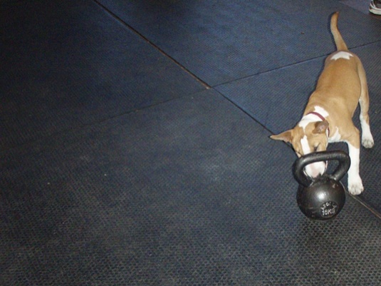 Dog and kettlebell