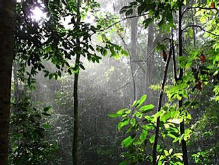 Jungle Jungle
